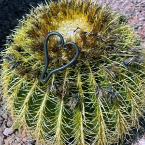 forged heart on cactus