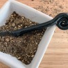 petite hors d'oeuvre spoon