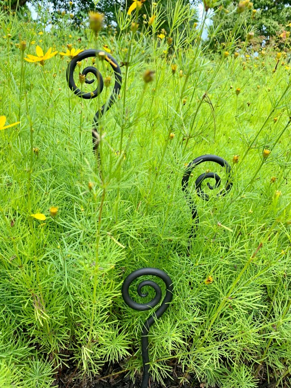 forged fiddleheads