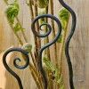 steel fiddlehead ferns