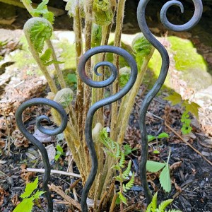 steel fiddlehead ferns