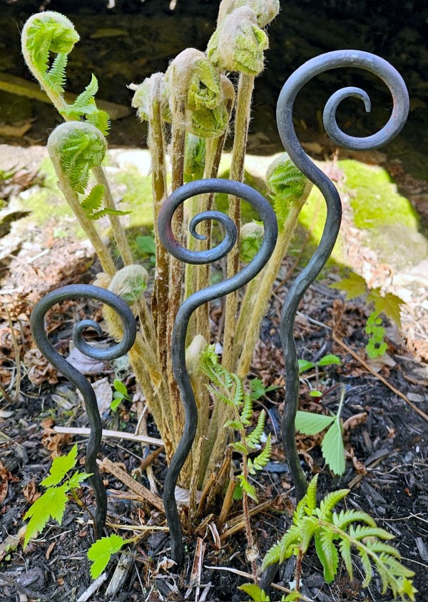 steel fiddlehead ferns
