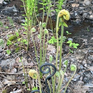 fiddleheads