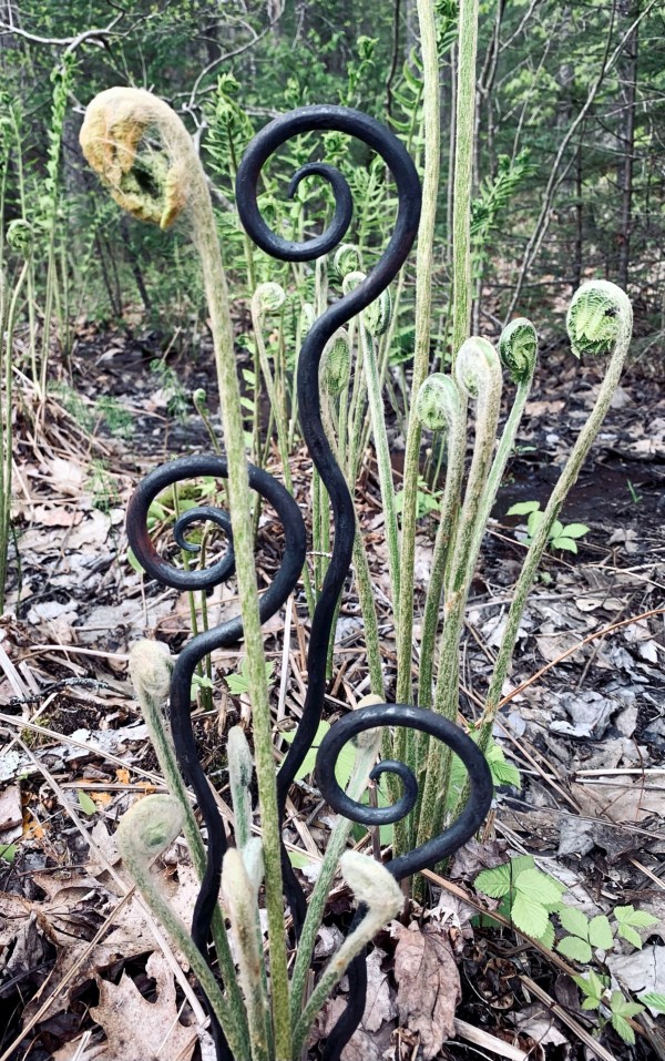 hand-forged fiddlehead garden stakes