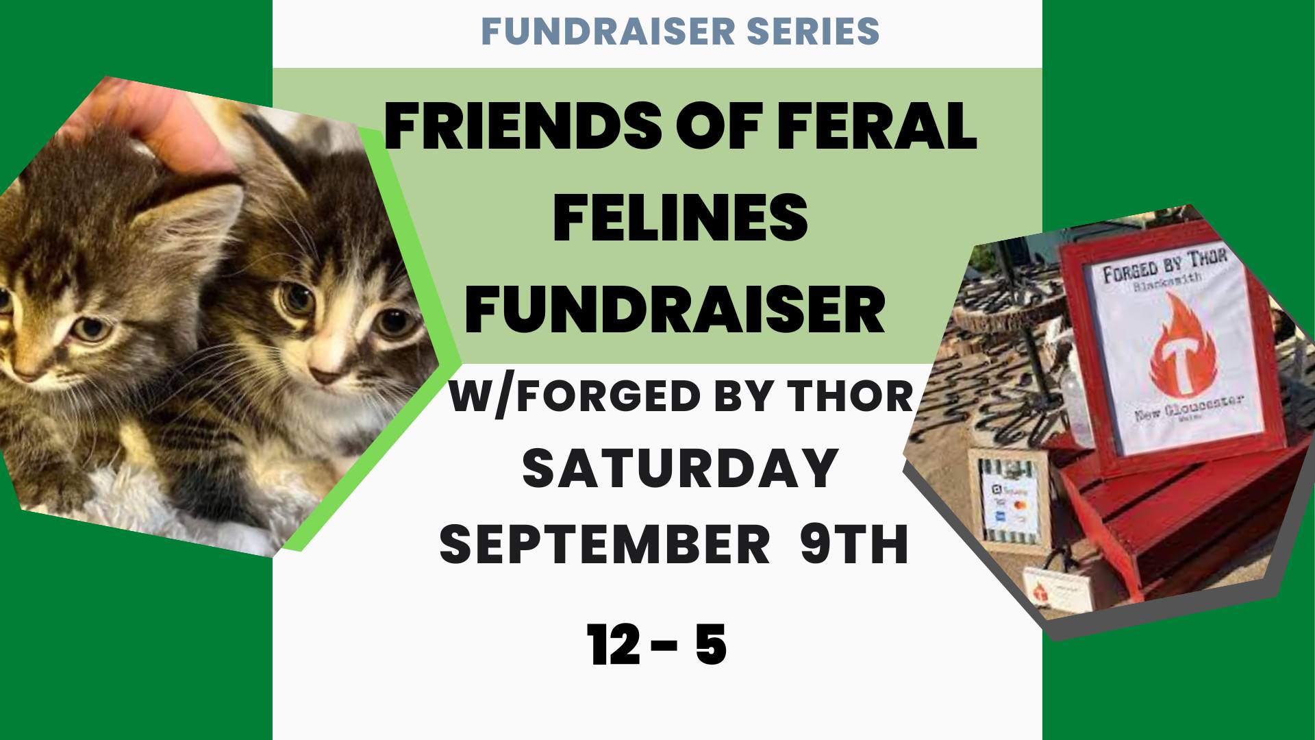 friends of feral felines fundraiser