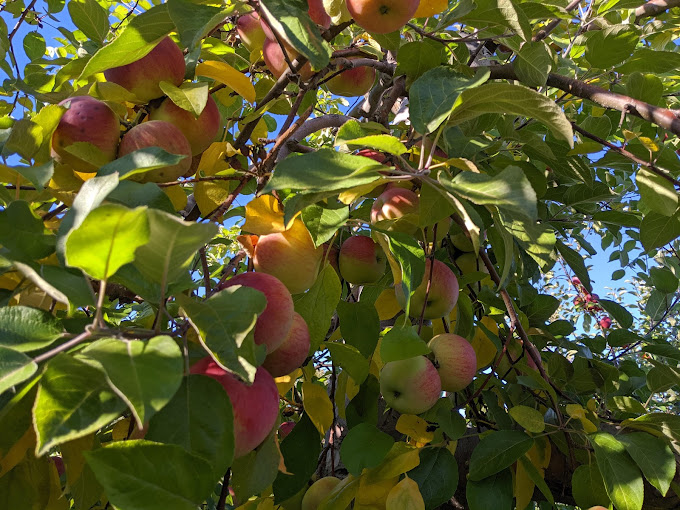 thompson's orchard in new gloucester, maine