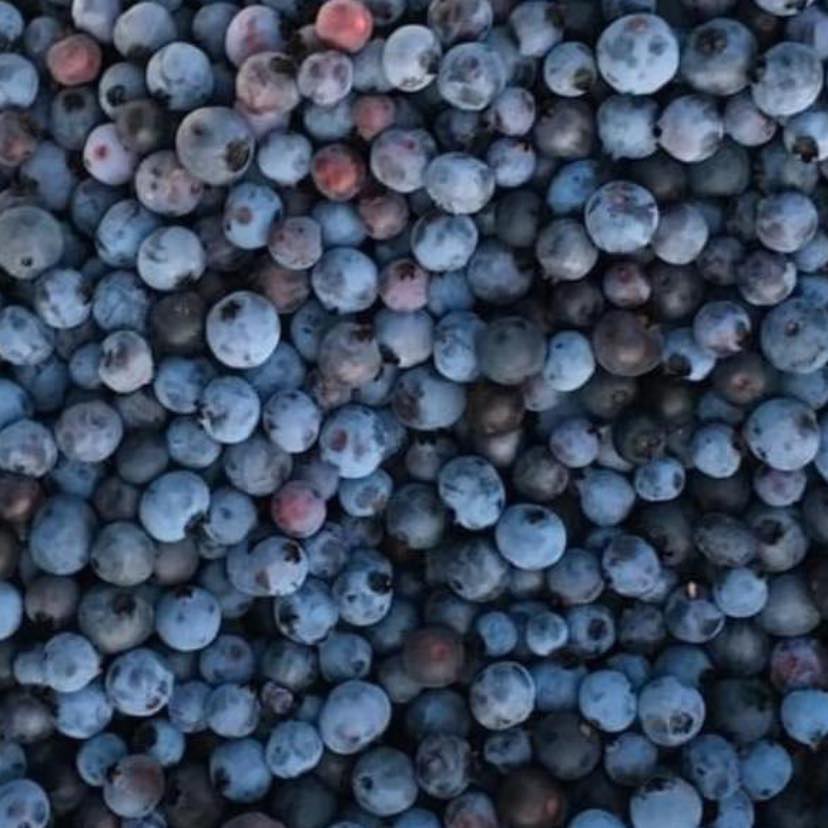 Gray Blueberry Festival